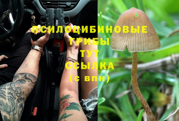 ПСИЛОЦИБИНОВЫЕ ГРИБЫ Вяземский
