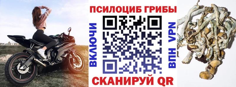 Купить закладки  Озёрск  Псилоцибиновые грибы Magic Shrooms 